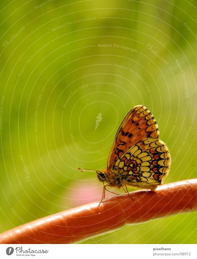 butterfly effect Green Summer Butterfly Insect Nature Pattern Feeler Polka dot Bright Structures and shapes Orange Full-length Beautiful Esthetic