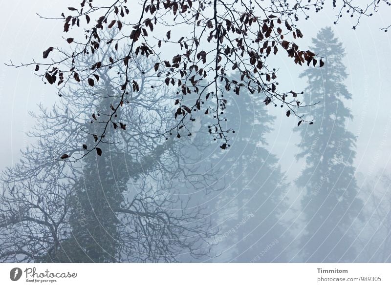 Curtain! Hurry! Environment Nature Landscape Sky Winter Weather Fog Forest Wood Esthetic Authentic Natural Brown Gray Emotions Branch Leaf Colour photo