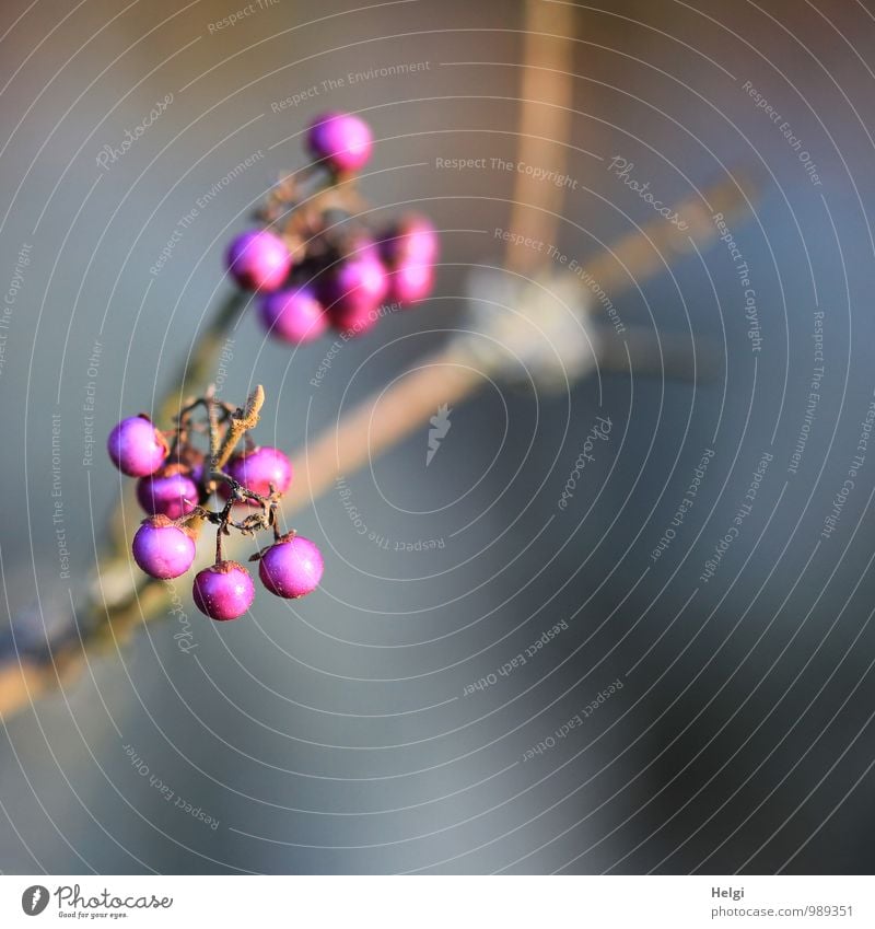 love-bead Environment Nature Plant Autumn Beautiful weather Bushes Seed head Twig Park Hang Growth Esthetic Exceptional Simple Uniqueness Small Natural Round