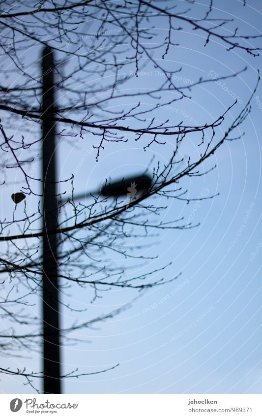 UT Köln 12/14 | Background Analogy Street lighting Lamp Sky Beautiful weather Tree Cologne Deserted To fall Blue Black Sadness Grief Death Bizarre Idyll Winter