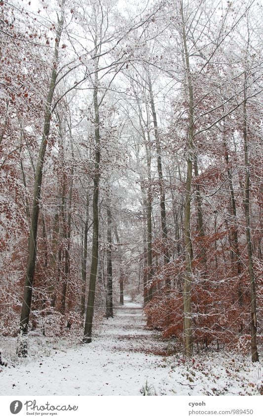 Winter wonderland Nature Climate Snow Snowfall Forest Cold White Happy Joie de vivre (Vitality) Loneliness Uniqueness Relaxation Experience Ease Pure Calm