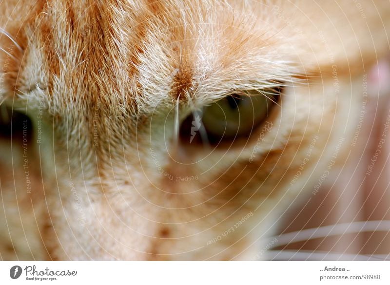 Red Tiger 3 Eyes Cat Mammal mackerelled Domestic cat Cat eyes Colour photo