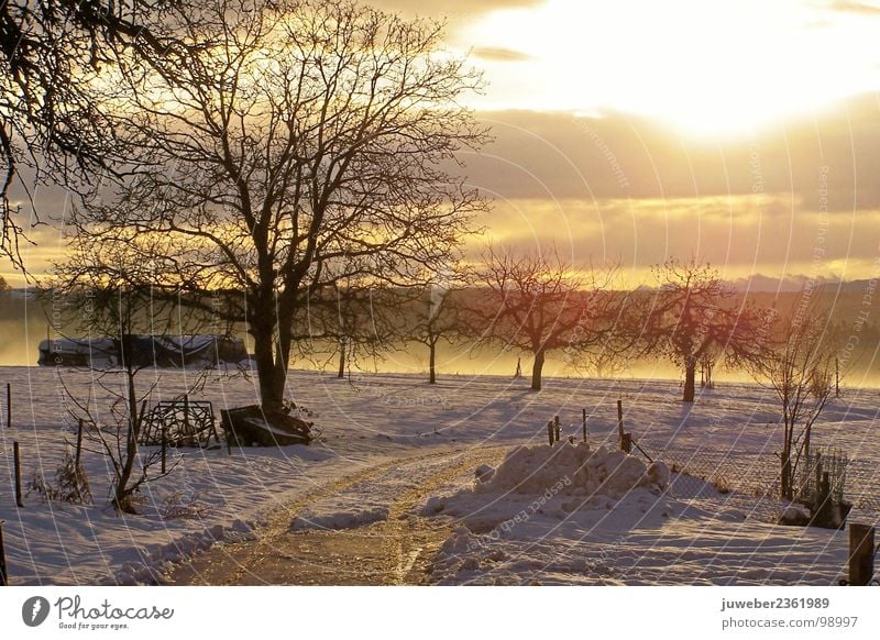 winter sun Winter Cold Sunset Winter sun Tree Beautiful Celestial bodies and the universe Nature Snow Ice Frost Landscape