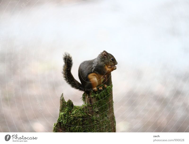 poser Tree Moss Tree stump Tree trunk Animal Wild animal Pelt Claw Paw Squirrel Rodent Tails 1 Wood To feed Feeding Crouch Sit Cute Brown Gray Voracious