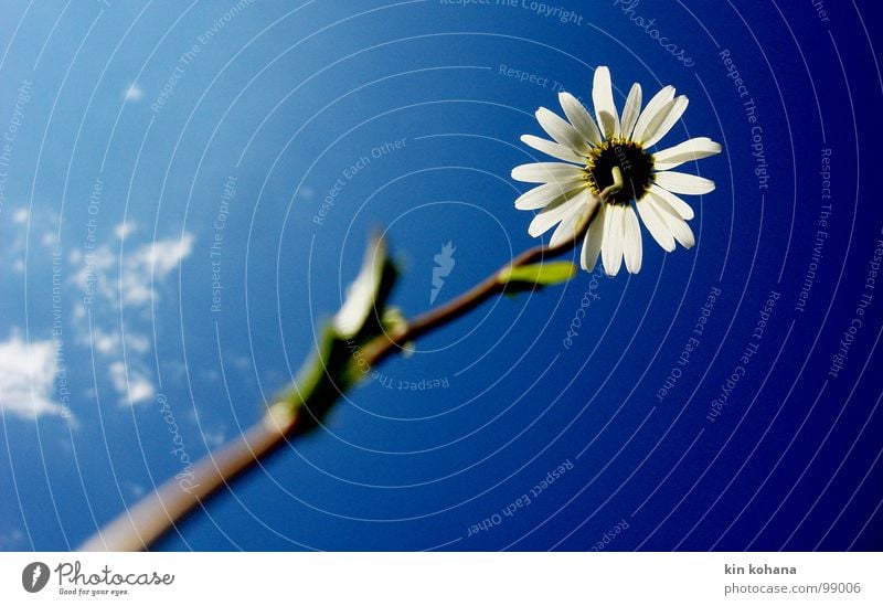 proud Life Sky Clouds Flower Bright Blue White Power Aspire Vertical Sublime Force Upward Marguerite Pride Diagonal Blossom Blossom leave Translucent