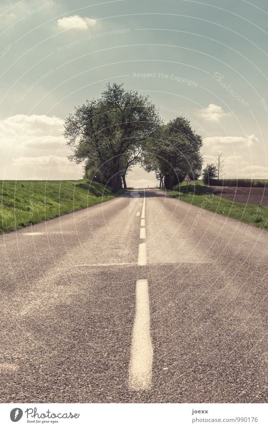 home straight Tree Traffic infrastructure Street Lane markings Hope Lanes & trails Target Future Colour photo Subdued colour Exterior shot Deserted Day