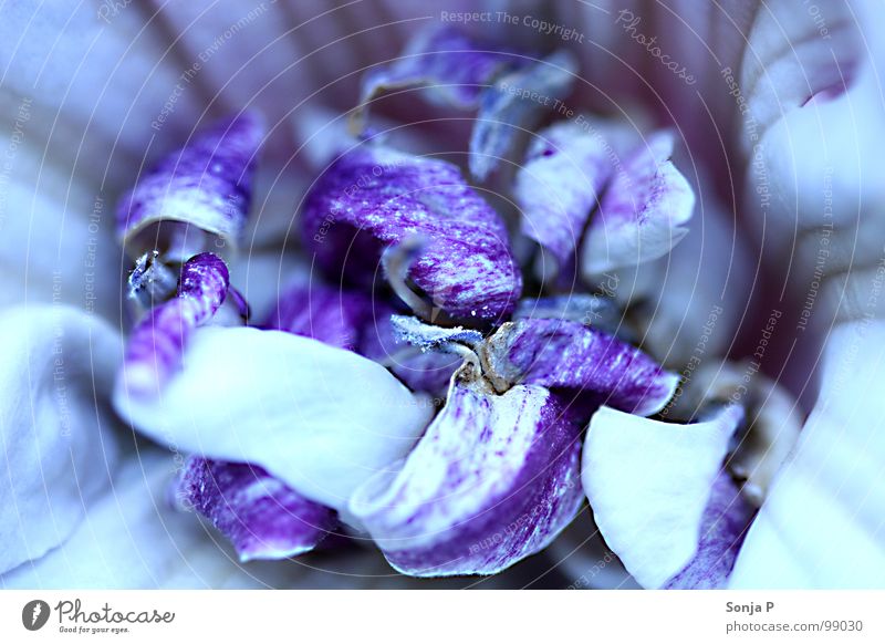 purple curls Blossom Violet Blur Depth of field Summer Spring Dive Flower Blossom leave Macro (Extreme close-up) Close-up Garden Nature Detail