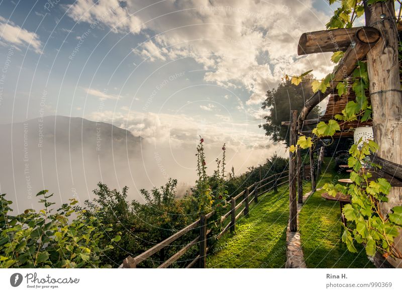 Beautiful view Vacation & Travel Clouds Summer Beautiful weather Fog Plant Vineyard Garden Meadow Hill Mountain Joie de vivre (Vitality) Meran Fence pergola