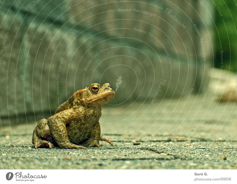 affront Smoothness Green undertone Wall (barrier) Wall (building) Patient Endurance Stay Crouch Asphalt Common toad Dangerous Toad migration Rutting season