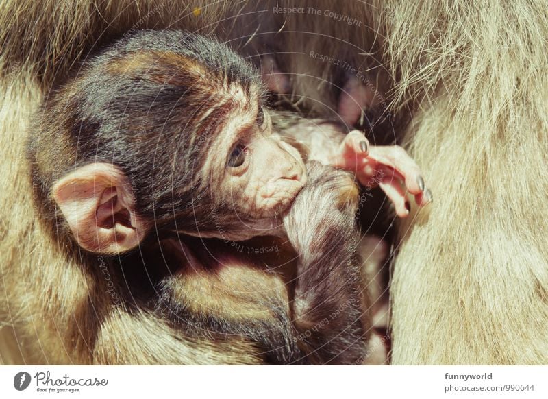 thumb-sucker Monkeys Barbary ape To hold on Teat Pelt Protection Safety Baby Appease Animal protection Safety (feeling of) Cute Carrying Touch Observe