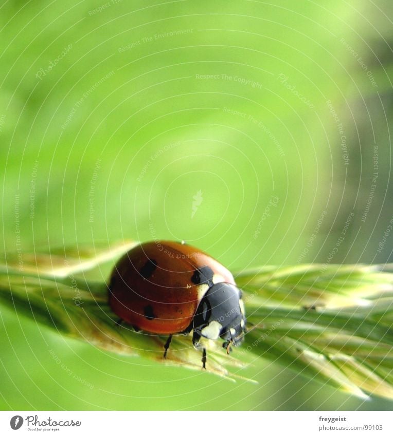 A Bug's Life Ladybird Bow Insect Animal Meadow Grass Detail Beetle Macro (Extreme close-up) Grain