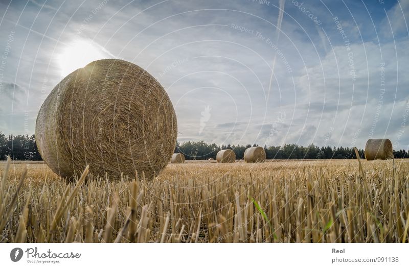 straw bale Farmer Environment Nature Elements Sky Clouds Autumn Beautiful weather Plant Foliage plant Agricultural crop Grain Grain field Grain harvest