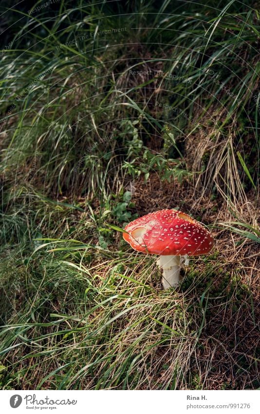 solitaire Summer Beautiful weather Grass Natural Mushroom Amanita mushroom Poison Black & white photo Exterior shot Deserted Copy Space left Copy Space top