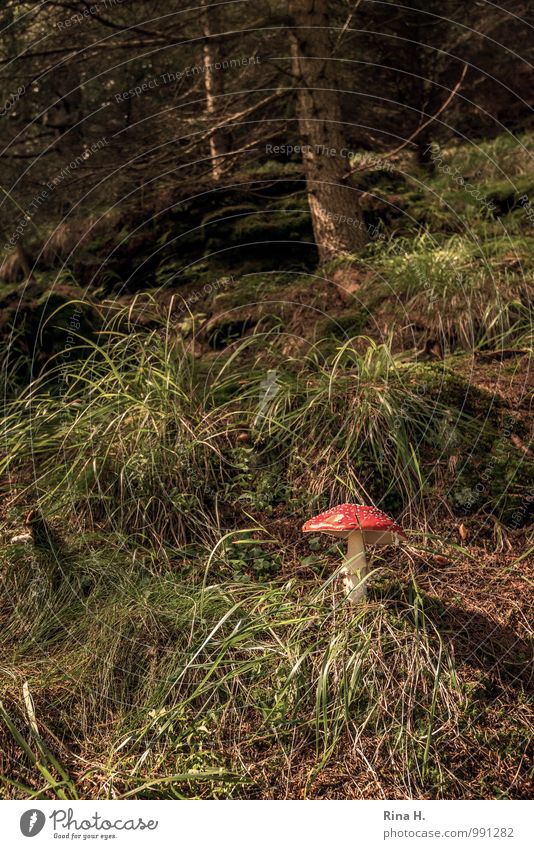 fly agaric Environment Nature Landscape Summer Beautiful weather Grass Forest Authentic Mushroom Amanita mushroom Colour photo Exterior shot Deserted Light