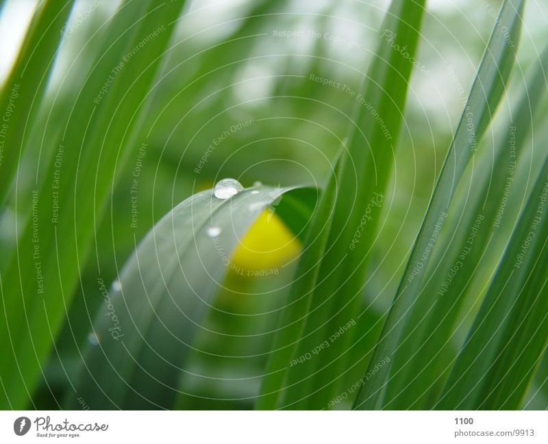 dew drops Meadow Grass Green Rope Drops of water Macro (Extreme close-up)