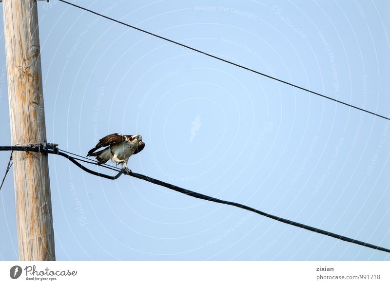 ospray Animal Wild animal Bird Wing Tall Multicoloured Colour photo Morning Day Bird's-eye view Long shot