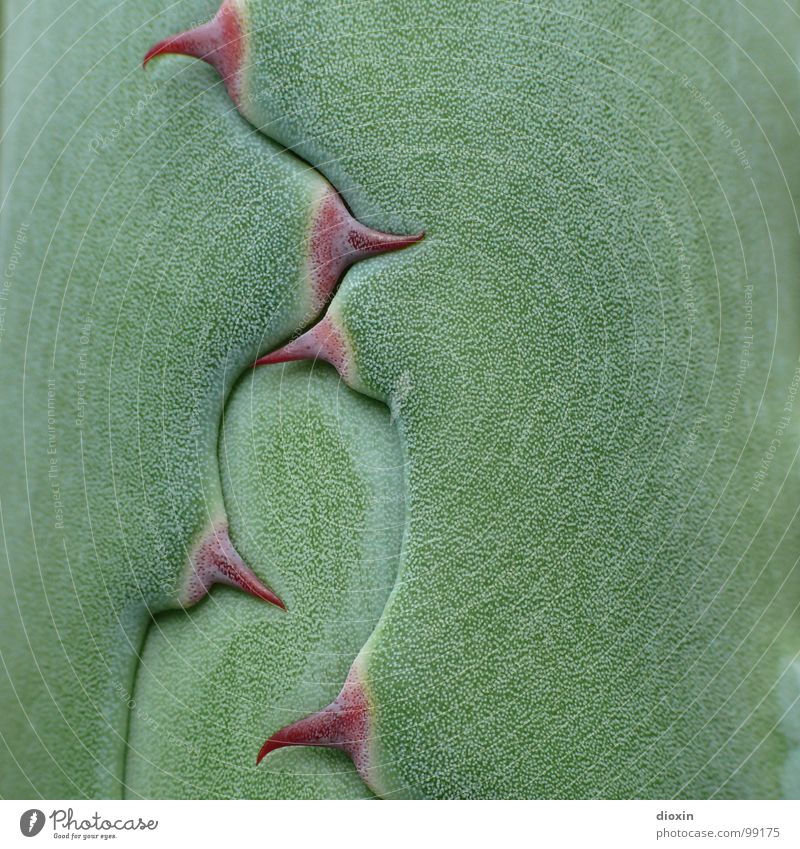 Agave Parrasana Colour photo Close-up Detail Macro (Extreme close-up) Deserted Copy Space right Central perspective Tequila Environment Nature Plant Cactus