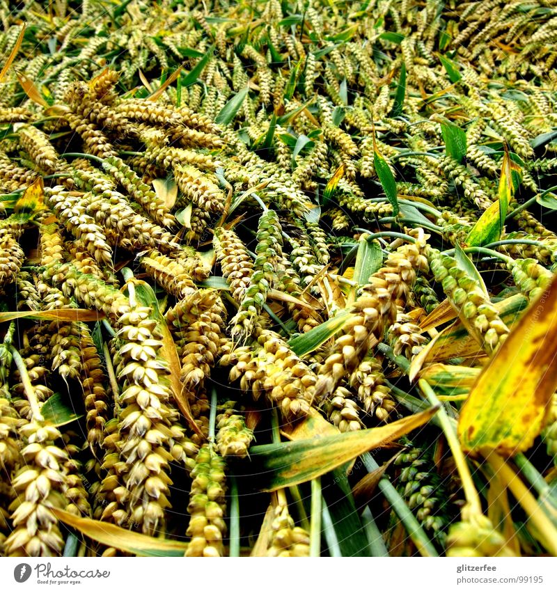 downhearted Field Rye Wheat Barley Yellow Green Gale Flat Cornfield Summer July Calm Thanksgiving Fairy Grain Rain Lie Harvest August Hail Thunder and lightning