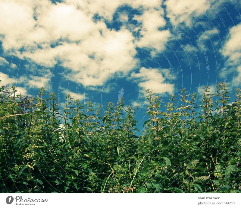 burn, burn, burn... Stinging nettle Burn Plant Green White Cross processing Stalk Flower Field Wayside Playing Nature Sky Hurt Pain Blue cross colours