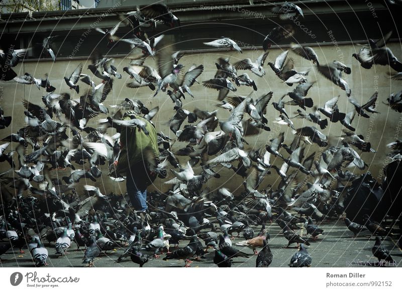 dove man Human being Masculine Male senior Man Senior citizen 1 60 years and older Paris France Capital city Downtown Animal Bird Group of animals Flock Flying