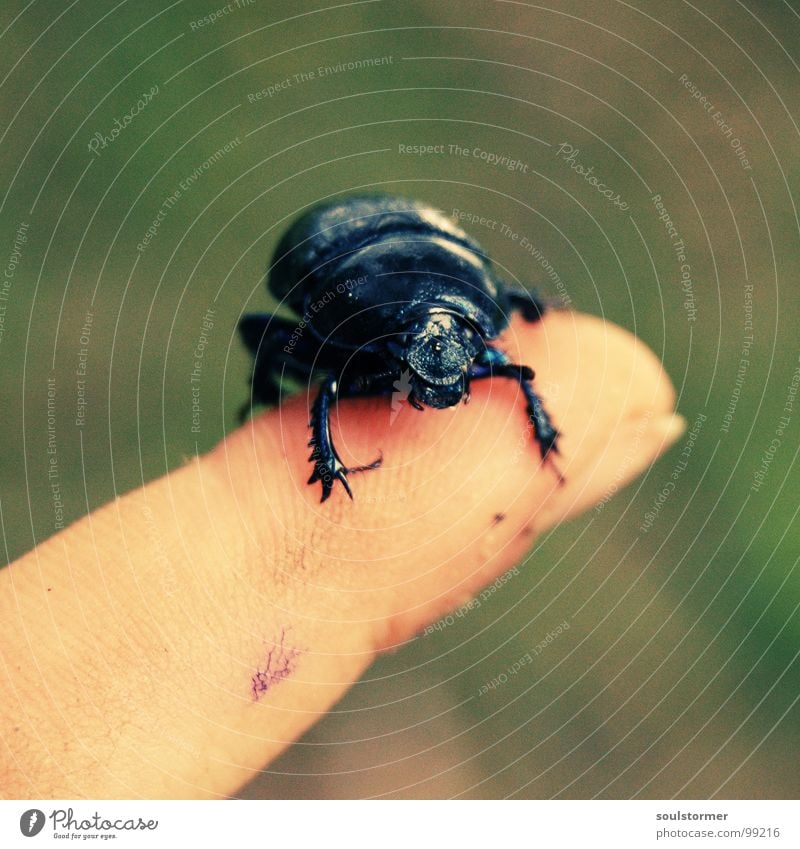 wrapped around the finger... Insect Escape Armor-plated Panic Fingers Crawl Blur Stick To hold on Cross processing Macro (Extreme close-up) Close-up Beetle