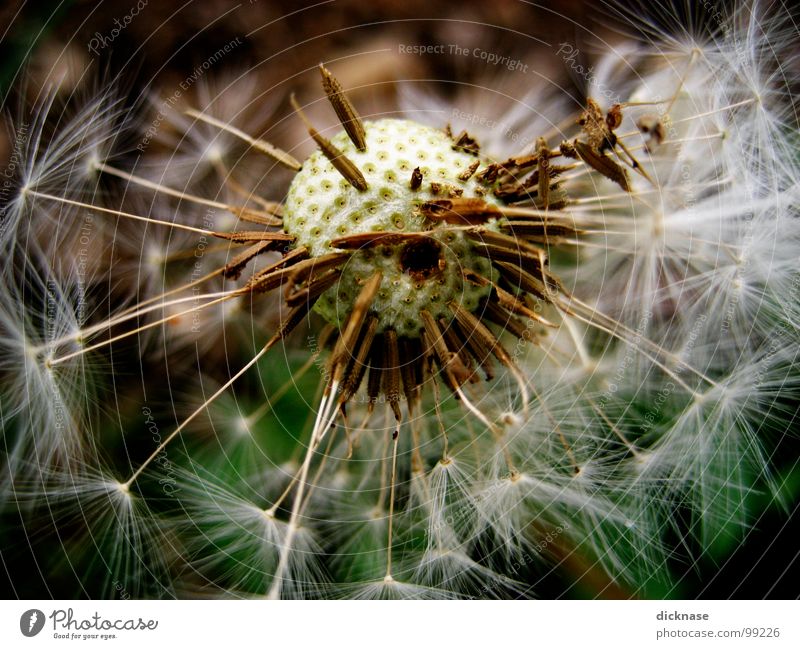 ...some parachutes left! Dandelion Parachute Meadow Field Spring Macro (Extreme close-up) Close-up Fatigue follow-up To go for a walk spræd love...more to come!