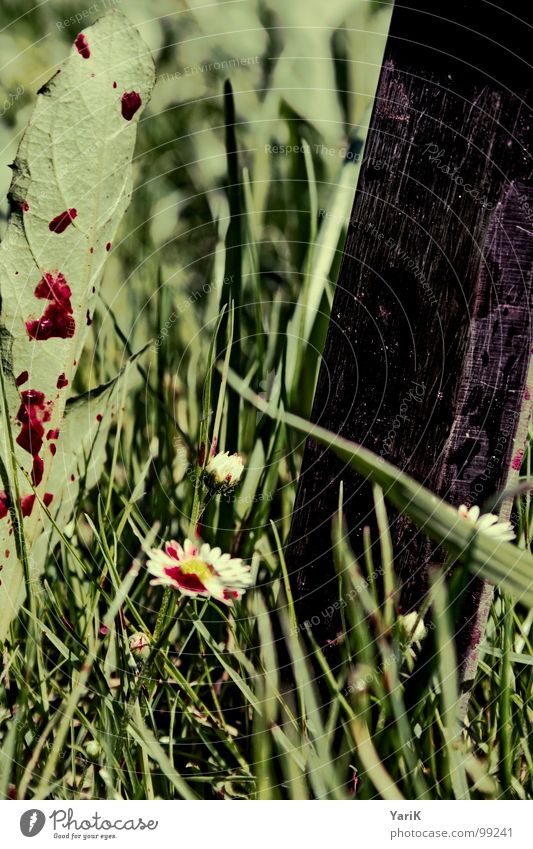 dead meadow Meadow Grass Green Flower Inject Blade of grass Dark Rain Harrowing Transience Lawn Blood Drops of water half grassy Contrast finser Blood stain