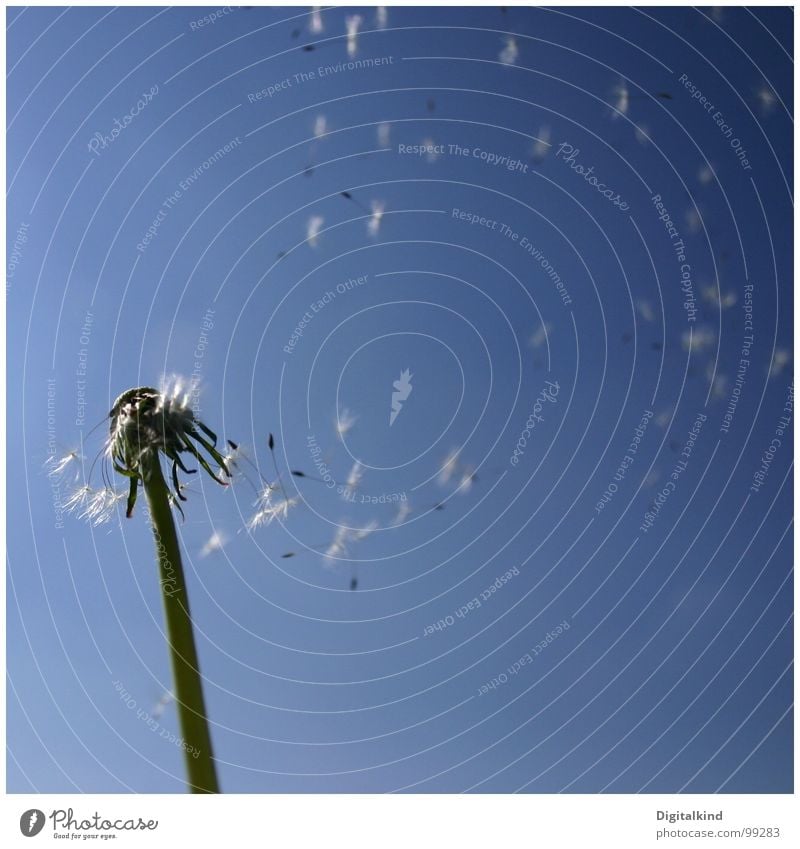 exhale Dandelion Summer Calm Loneliness Wind Nature Blue Sky Freedom Plant restless