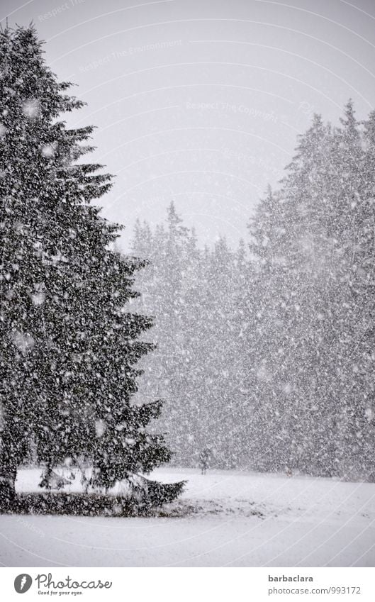 snow drift, man with umbrella, a dog 1 Human being Landscape Sky Winter Snow Snowfall Tree Fir tree Forest Black Forest Umbrella Dog Animal Moody Movement