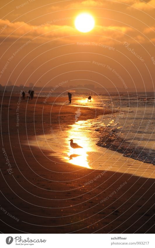 Belgian Golden Rushbird Human being Sun Sunrise Sunset Sunlight Waves Coast Beach Bay Ocean Bird Yellow Orange Red Black Seagull Gull birds Group Swell Belgium