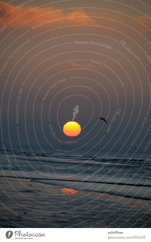 Belgian Sky Disc Nature Landscape Water Clouds Sunrise Sunset Climate Climate change Beautiful weather Waves Coast Beach Ocean Animal Bird 1 Flying Dark Romance