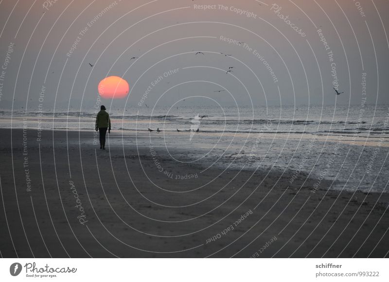 Belgian sunken 1 Human being Sky Horizon Sun Sunrise Sunset Waves Coast Beach Going Sadness Longing Wanderlust Loneliness Calm Relaxation Promenade