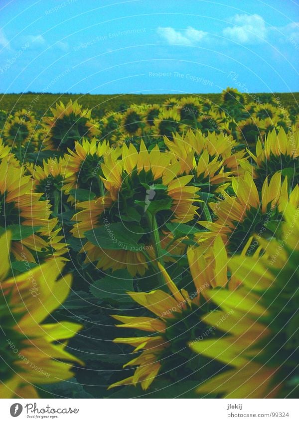 towards the sun Sunflower Field Growth Rotate Daisy Family Basket Flower Blossom Multiple Yellow Blossom leave Green Stalk Plant Summer Favorite flower