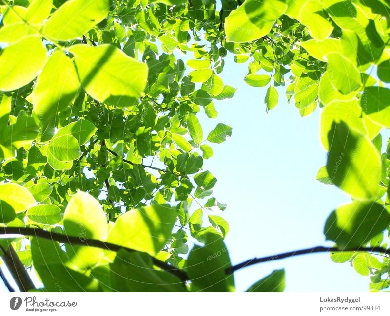 puff pastry Leaf Sky Green Tree Plant Muddled Calm Light Flashy Summer leaves Blue Shadow Nature Bright