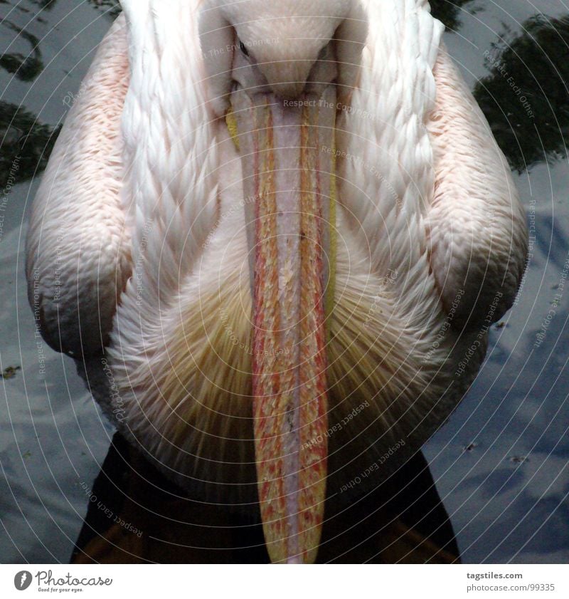 Fuck! Tourists! Pelican 2 Half Center line Unfriendly Moody Pink Beak Exasperated White Gloomy Boredom Bird Water Division daytime Feather