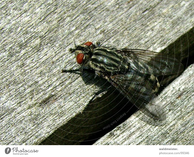 Gap and fly I Fly Insect Flesh fly Macro (Extreme close-up) Column Furrow Crawl Disgust Dark creep out bothersome