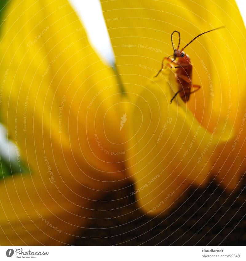 beautiful views Flower Sunflower Insect Feeler Yellow Physics Vantage point Orientation Crawl Search Direction Blur Watchfulness Testing & Control Guard Scout