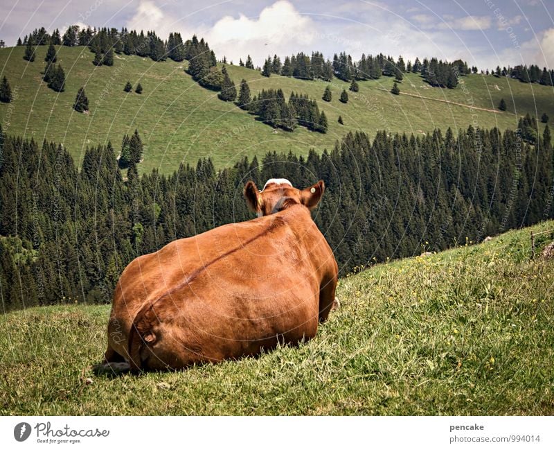 I've got a move on. Nature Landscape Sky Clouds Summer Beautiful weather Meadow Alps Animal Farm animal 1 Sign To enjoy Lie Looking Warmth Feminine