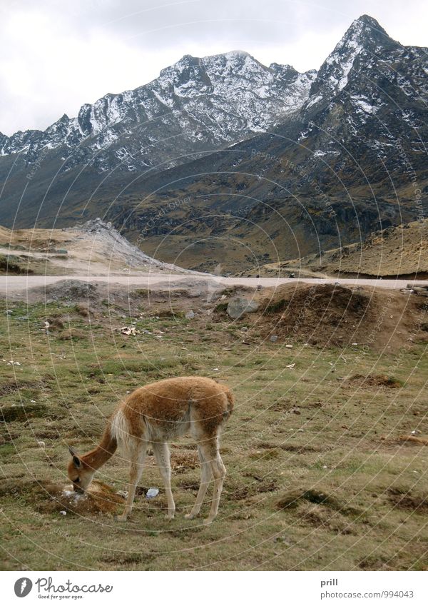 Huancayo Mountain Nature Plant Clouds Grass Hill Glacier Canyon Farm animal 1 Animal Stone To feed Cold huancayo Andes Llama guanaco Peru South America