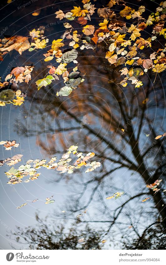 Somehow the foliage still hangs and yet fell... *400* Vacation & Travel Tourism Trip Sightseeing City trip Hiking Environment Nature Landscape Plant Elements