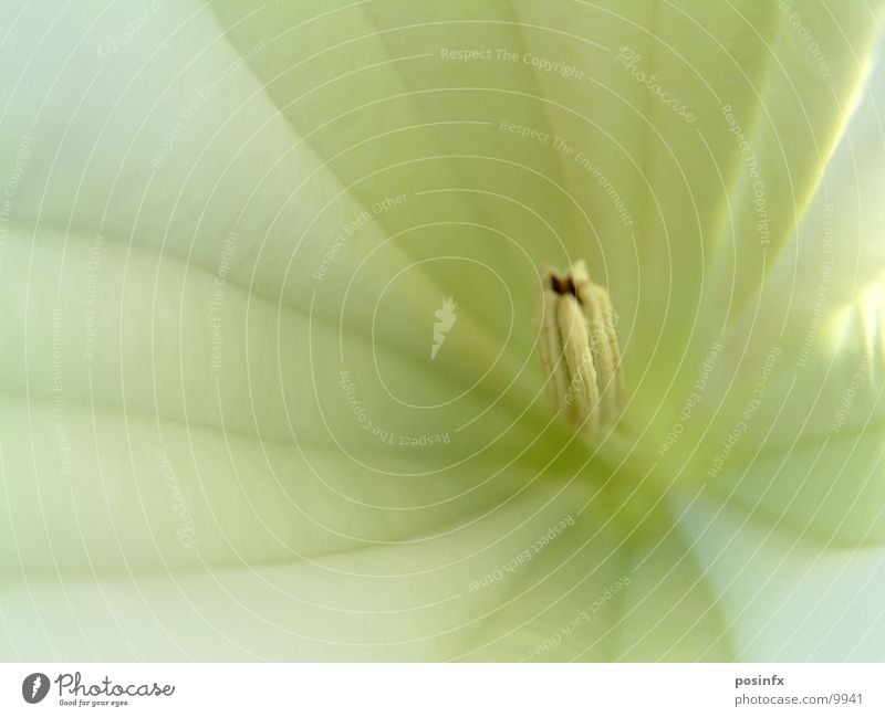 WHITE*FLOWER Flower