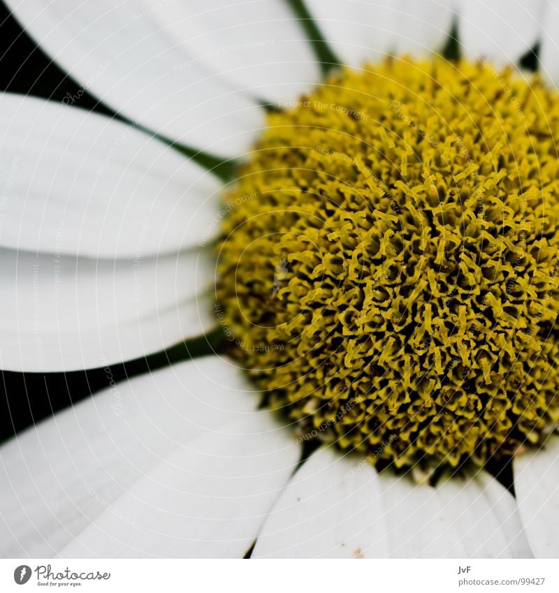 [I told you] Flower Yellow White Macro (Extreme close-up) Round Gaudy Undo Longing Blossom leave Marguerite Stamen Bee Honey Spring Circle he loves me