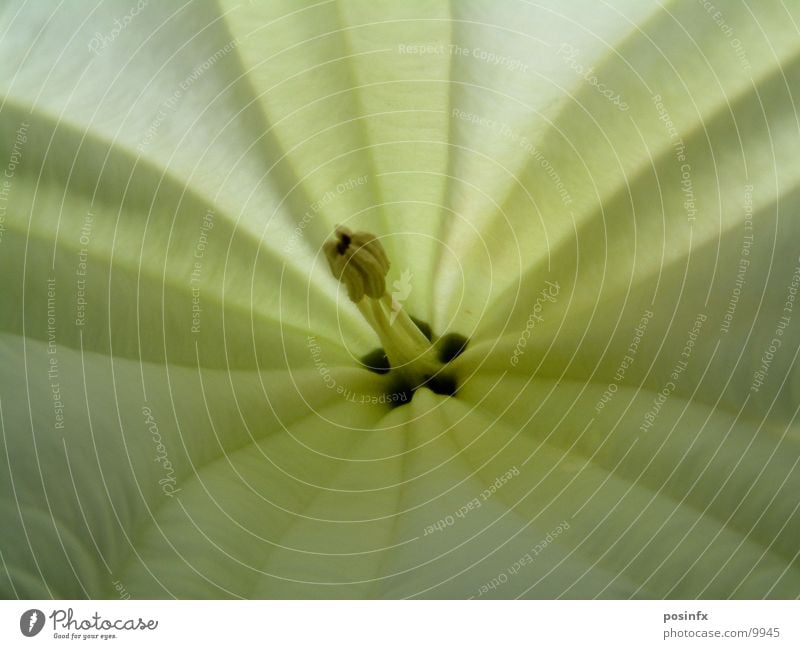 WHITE*FLOWER*2ND Flower White Macro (Extreme close-up)