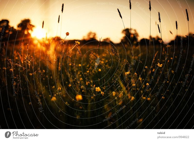 Summer meadow Pt. 4 Nature Landscape Plant Sky Cloudless sky Horizon Beautiful weather Tree Grass Blossom Meadow Forest Flower meadow Summery Summer evening