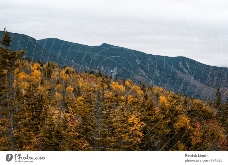 Autumn colouring in the White Mountains Harmonious Well-being Contentment Senses Relaxation Calm Tourism Trip Adventure Far-off places Freedom Expedition