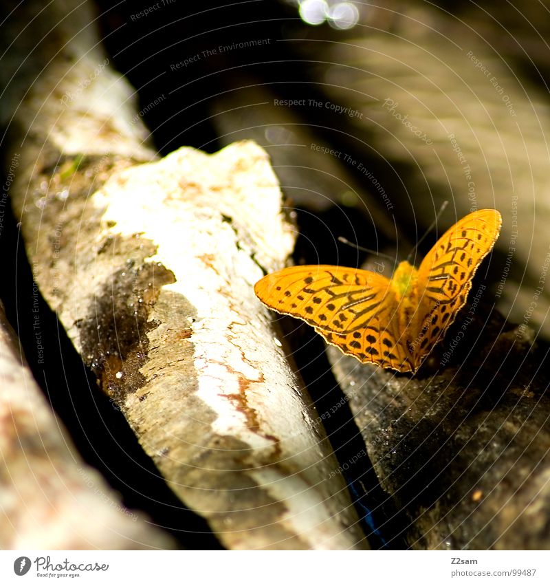 butterfly Butterfly Spotted Yellow Animal Wood Feeler Blur Dark Light Summer Flying Wing Multicoloured Nature small animal Tree trunk