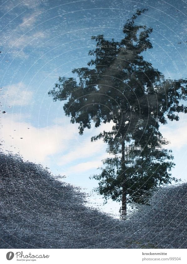 mirror water Tree Puddle Leaf Reflection Wet Mirror image Gravel Sand Rain Water Sky Nature