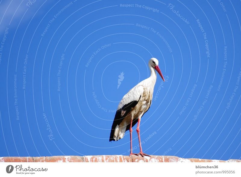 At the observation post. Animal Farm animal Bird Stork White Stork Stride bird Migratory bird Poultry Observe Looking Esthetic Elegant Beautiful Natural Balance