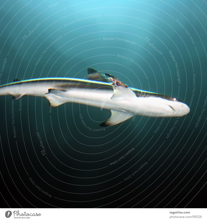 Eat and be eaten To feed Shark Hi Black Turquoise Light blue Lure White Gray Action Cannibalistic Fish Fear Panic Water devoured turn Blue Water wings Bite