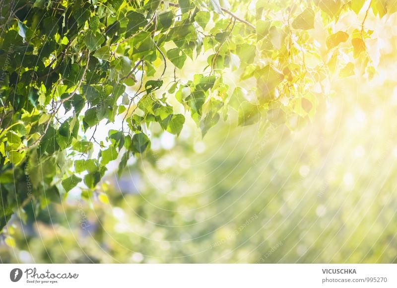 Spring Summer Background with Green Leaves Design Garden Nature Plant Sunlight Beautiful weather Tree Park Forest Leaf Twig Blur Brilliant Corner Frame Weather